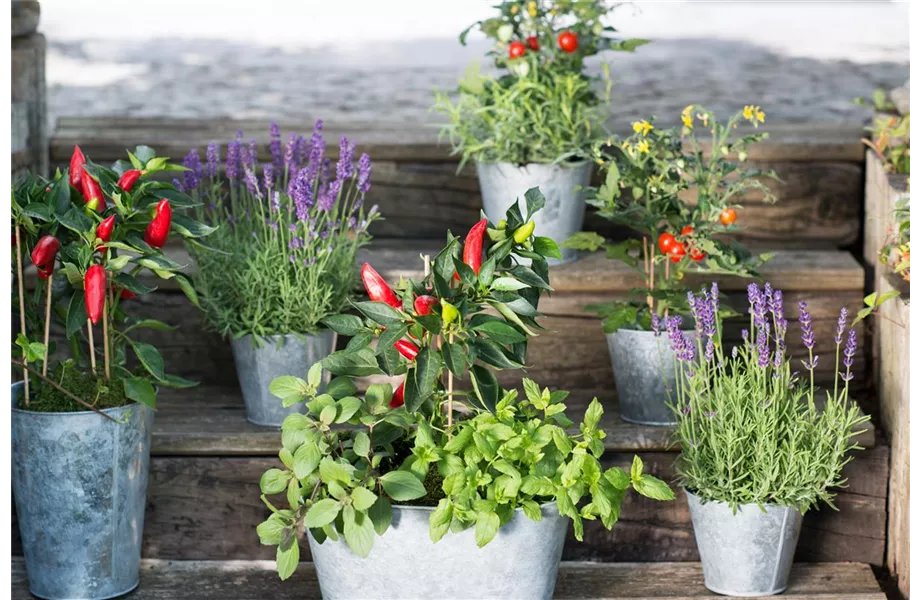 Mischkulturen: Wer passt zu wem?