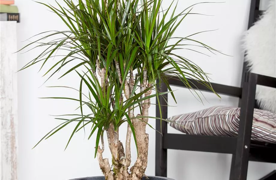 Pflanze Januar 2025: Drachenbaum Pflanze Januar 2025: Drachenbaum