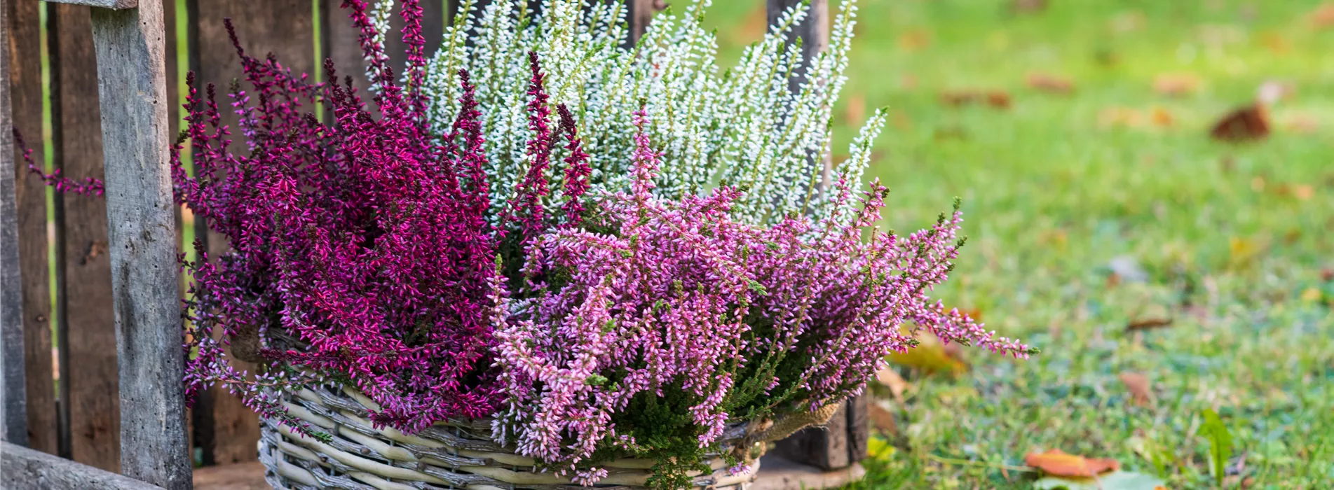 Gartenkalender September 2026