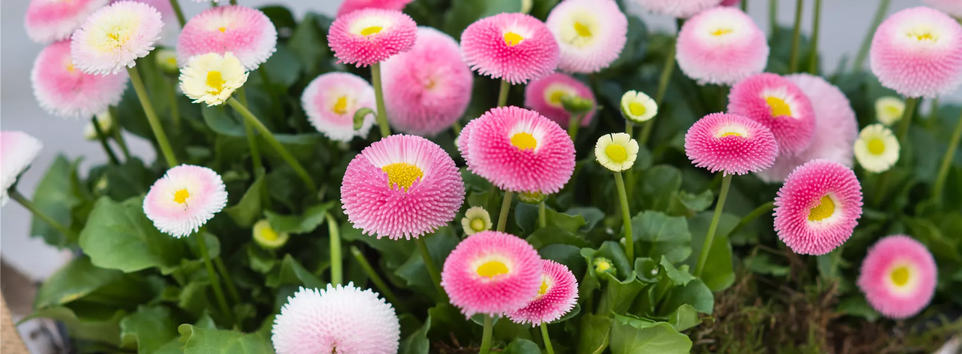 Gartenkalender März 2026