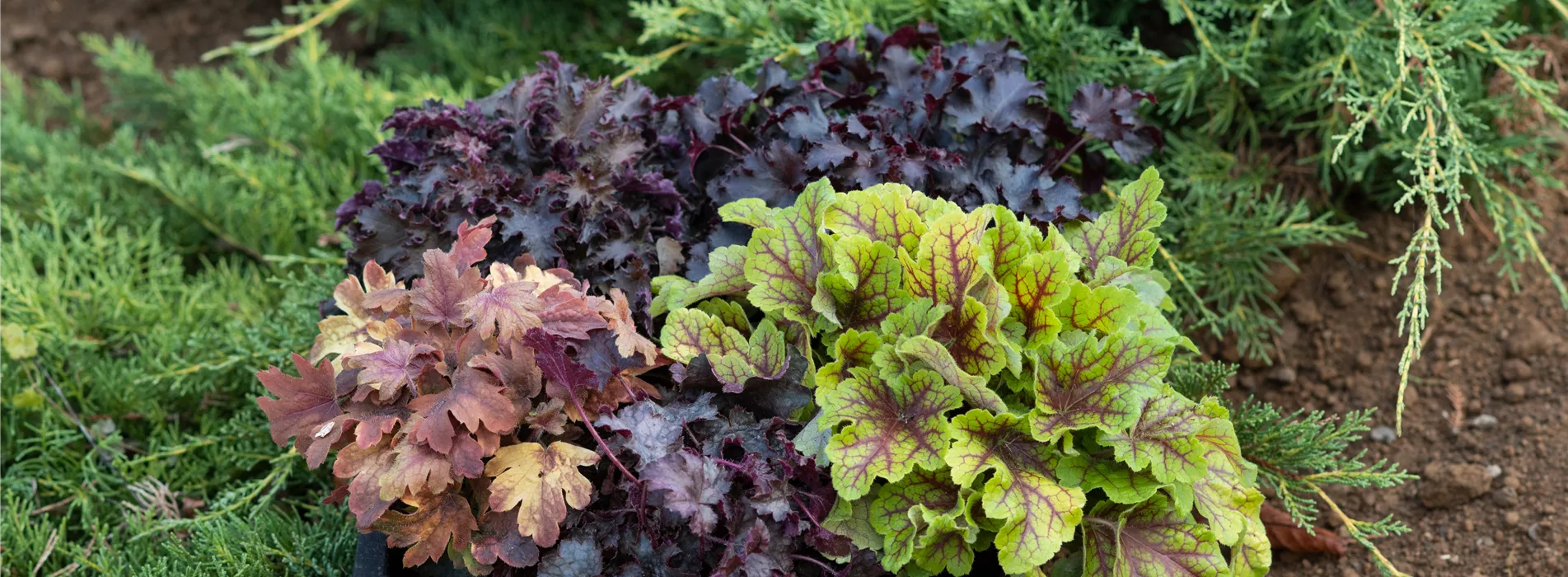 Gartenkalender Oktober 2026
