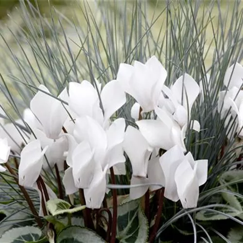 Pflanze des Monats November 2025: Alpenveilchen